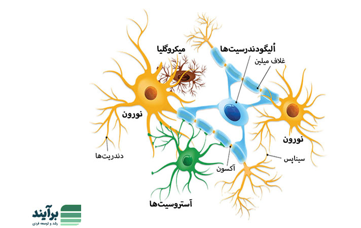 سایر سلول‌های مغزی گلیا (Glia)